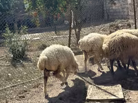 میش, گوسفند — عکس 8