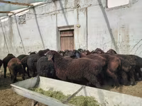 مینڈھا, بھیڑیں — تصویر 1