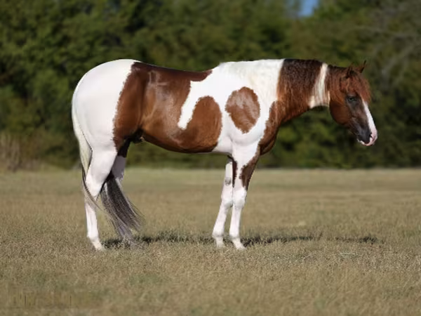 Horse (M), American paint horse