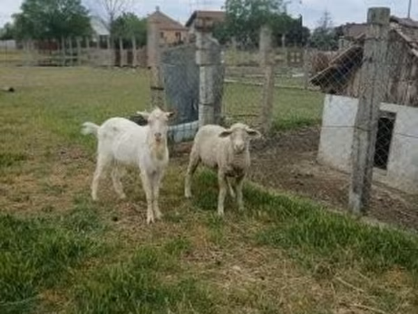 Carneiro, Merino sheep
