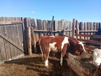 Toro, Simmental cattle — foto 1