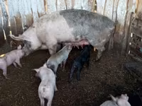 Babi (lot, jantina tidak dinyatakan), Pigs — foto 7