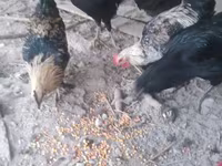 Chickens — zdjęcie 4