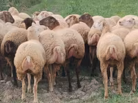 میش, گوسفند — عکس 1