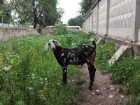 بز نر, Nubian Goat — عکس 3