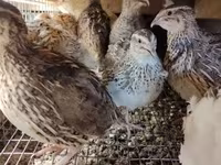 Quails — عکس 5