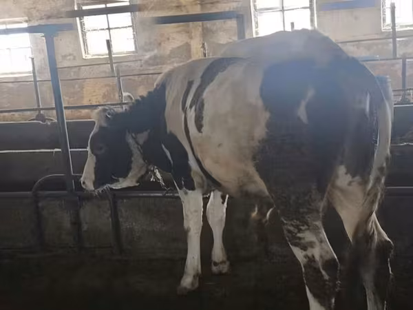 گاو نر, Simmental cattle
