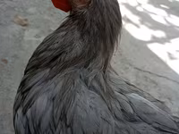Chickens — foto 1
