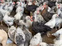 Chickens — รูปภาพ 2
