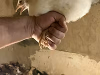 Chickens — foto 6