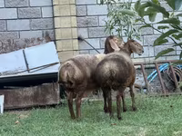 Pecora, Arashan sheep — foto 2