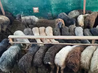قوچ, گوسفند — عکس 6