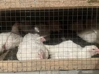 Chickens — fotografija 5