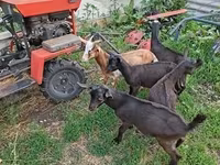 Ged, Nubian Goat — foto 8