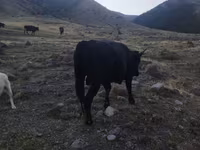 Lembu jantan, Aberdeen-Angus — foto 4