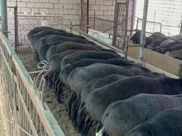 قوچ, گوسفند