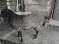 قوچ, گوسفند — عکس 1