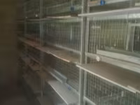 Sənaye tipli quşçuluq qəfəs sistemi - Material: sinklənmiş metal — عکس 2