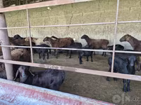 گوسفند (گروه، جنسیت مشخص نشده), Hissar sheep — عکس 1