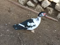 Ducks — foto 2