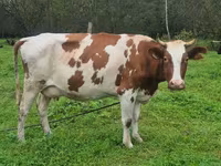 Mucca, Ayrshire — foto 3