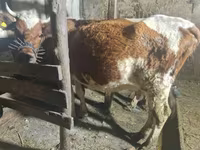 گاو ماده, Latvian Blue cattle — عکس 1