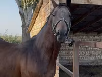 Pastuv, Friesian sport horse — fotografija 6
