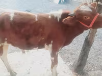 Lembu ternakan (lot, jantina tidak dinyatakan), Cattle — foto 1