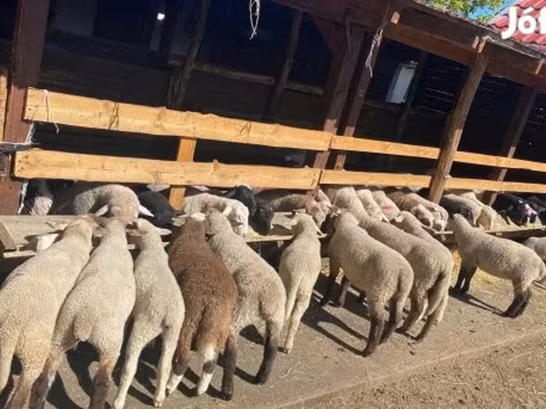 Ovan, Cameroon sheep