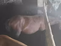 Kůň, Koně — foto 3