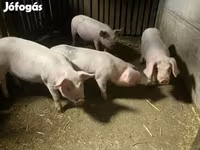 Eber, Schweine — Foto 8