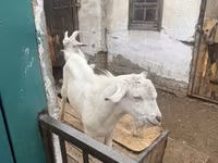 Buk, Saanen goat — foto 4