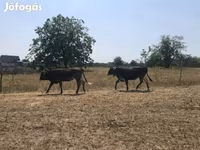 Krava, Hnědá karpatská plemena — foto 2