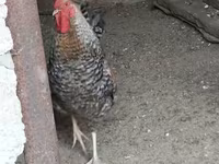 Chickens — foto 5