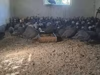 Guinea fowl — 照片 3