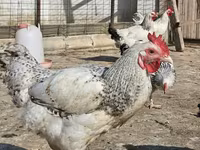 Chickens — fotografija 2