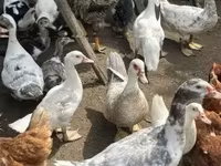 Ducks — புகைப்படம் 4