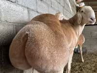 Beran, Afghan Arabi sheep — foto 1
