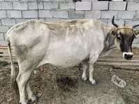 Krowa, Bydło — zdjęcie 2