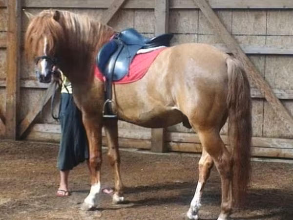 घोड़ा, Bashkir horse — रूस