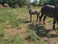 Horse (M), Lipizzaner — photo 1