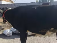 Vacă, Russian Black pied cattle — foto 4