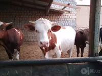 گاو و گوساله (گروه، جنسیت مشخص نشده), Simmental cattle — عکس 7