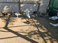 아얌 끄따와 — 사진 2