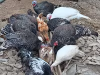 Turkeys — foto 3