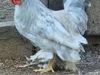 Chickens — fotografija 6