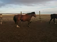 Kuda betina, Kazakh horse — foto 1