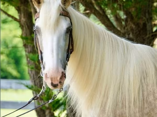 Klisna, Palomino