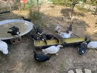 Ducks — 6 зураг