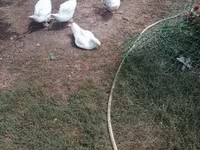 Geese — ፎቶ 2